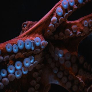 From the archive: The octopus and the android