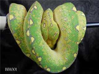 Chondro talk with Buddy Buscemi