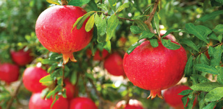 Audio Article: Populate Your Property with Pomegranates