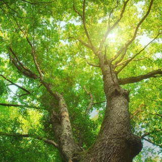 Gaia Dreaming ~ Summer Solstice Music for Sleep & Meditation ~ Organic Nature Soundscapes