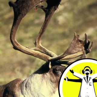 Does a Frozen Body Shatter?