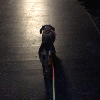Miljöträning för din hund