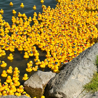 34th Great Snake River Greenbelt Duck Race this Saturday