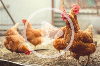 The True Cost of Chickens