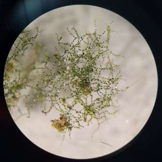 Episode 15: Matt Charpentier Field Botanist and VP of New England Botanical Society, Crepidomanes intricatum (Weft Fern/Appalachian Bristle Fern), Survey Biases as Biologists/Botanists and Gemmae