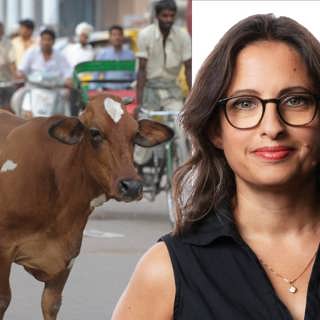Krama en ko – Indiens alternativa Alla hjärtans dag: Naila Saleem, Sydasienkorrespondent