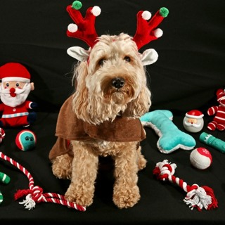 Christmas Time and Photography 2025 EP 357