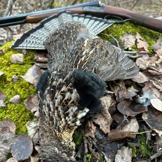 #289 | Ann Jandernoa Answers Your Grouse and Woodcock Questions Part 1