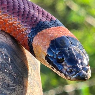 Better Living Through Reptiles