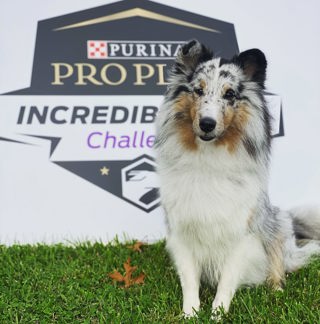 291: Fall Agility Update