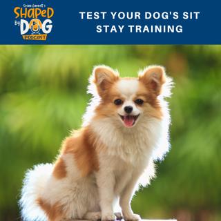 Test Your Dog's Sit Stay Training #135