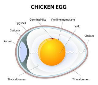 Ep 103 What's In An Egg