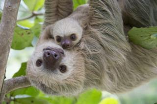Saving Sloths w/Dr Rebecca Cliff