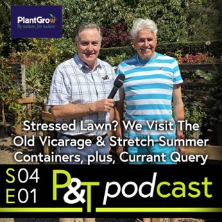 Stressed Lawn? Stretching Summer Containers, Plus Currant & Fruit Pruning Queries - Season Four Starts with a Bang!