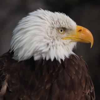 A list of Animals that came BACK from brink of extinction!