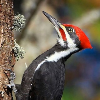 Fun Facts about Woodpeckers!!!