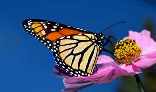 Monarch Butterfly- Revisited (Making a Comeback!)