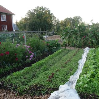 28. Tankar om ogräs