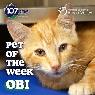 HSHV Pet of the Week 8/6/26