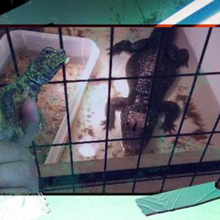 Den stora reptilhärvan i Skåne