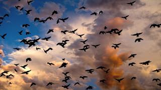 Noise Pollution Impacts on Birds w/Natalie Madden
