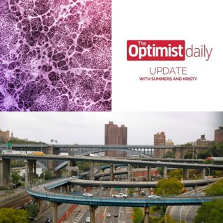 Fungi Networks & The Cross Bronx Expressway