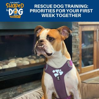 Rescue Dog Training: Priorities For Your First Week Together #255