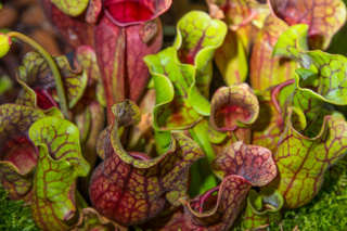 Ep. 184 Caring for Carnivorous Plants