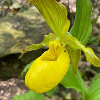 Ep. 24: Finding Rare Plants in New Hampshire and Vermont