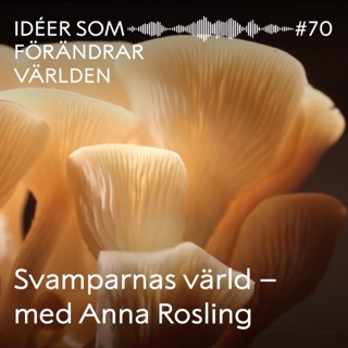 Svamparnas värld - med Anna Rosling
