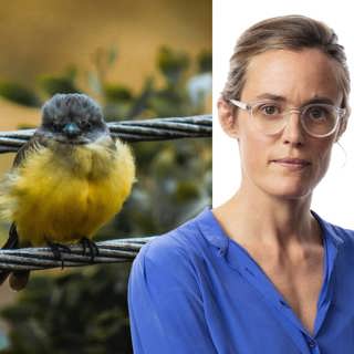 Fåglarna tar inte paus: Lotten Collin, Bogotá