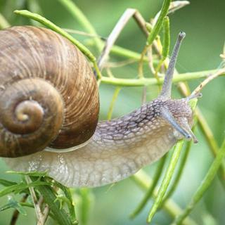 Rewilding Small Spaces