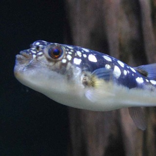 Facts: The Evileye Puffer