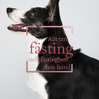 Allt om fästing och fästingbett hos hund