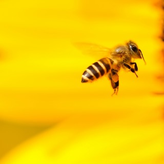 Ep124: Buzzing With Logic: The Secret Intelligence of Bees