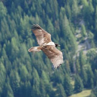 Lammgamens återkomst och biologins mysterier