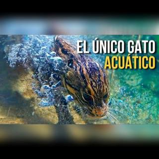 ¡Este gato nada mejor que los peces!