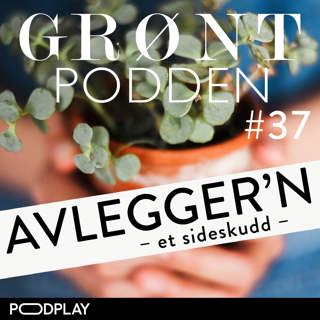 #37 Grøntpodden Avlegger´n