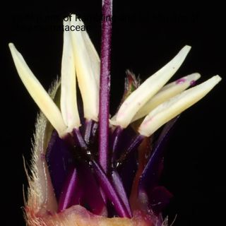 20 Minutes of Rambling and 60 Minutes of Melastomataceae