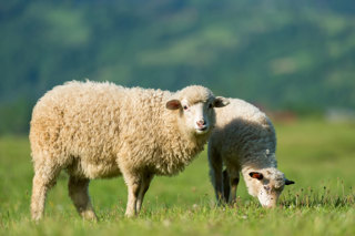 Ep. 78 Sheep and Their Fleeces, Part 3