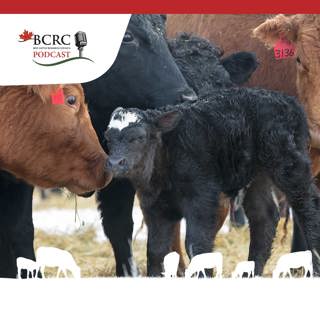 Episode 2: Say “Beef” – We’re Taking a Snapshot