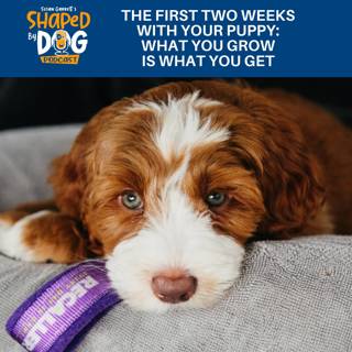 The First Two Weeks With Your Puppy: What You Grow Is What You Get #324