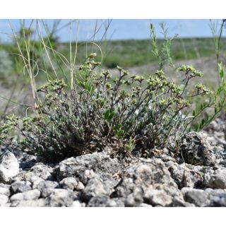 Texas' Rarest Plant, Caliche Gardens & Crested Peyote