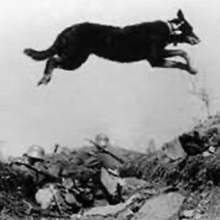 Episode 182 - The War of the Stray Dog