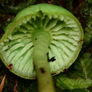 A Conversation About New Zealand Fungi