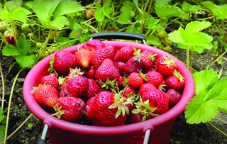 Audio Article: Growing Strawberries
