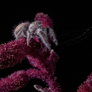 From the archive: Consider the spider