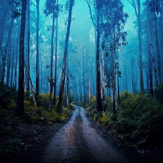 Rainy Australian Night - 10 Hours Sleep Sound