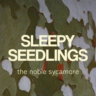 The Noble Sycamore