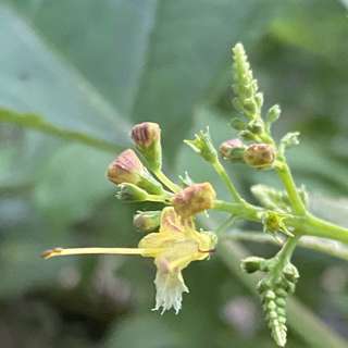 Episode 26: Vermont Rare Plant Population Research: Collinsonia canadensis (Stoneroot), Process, Results